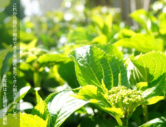 アジサイ 加茂セレクション ダンシングスノー 苗 販売 苗木部 By 花