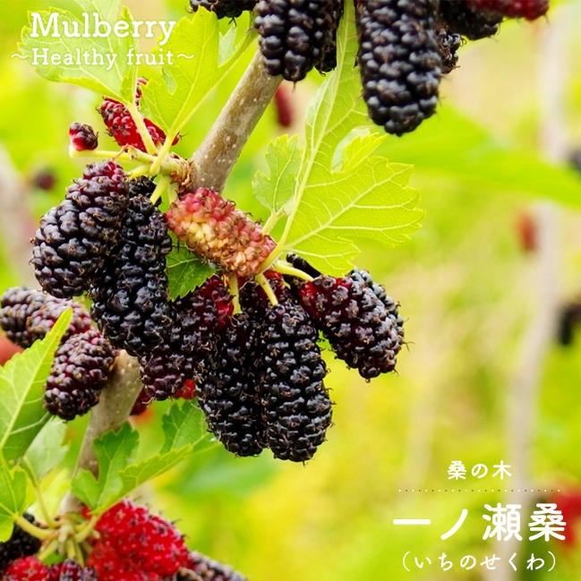 000000028438-01.jpg?size=l&w=