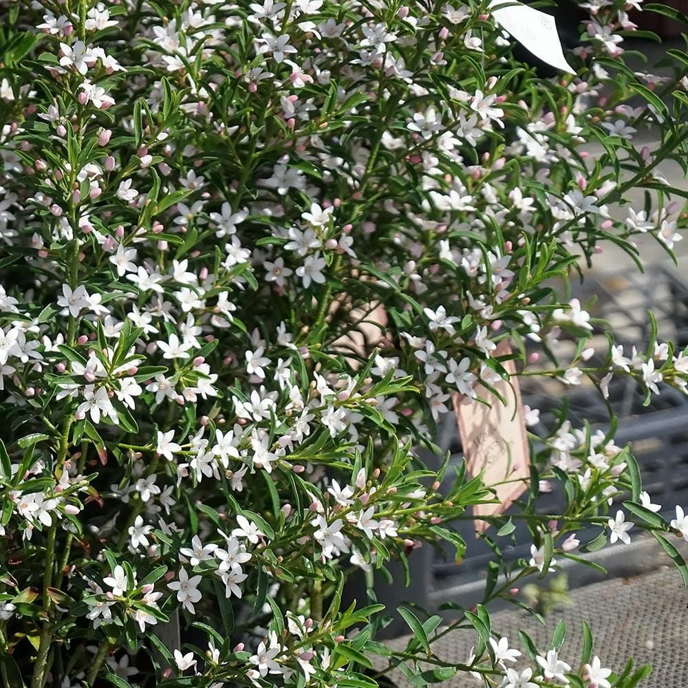 000000128442-02.jpg?size=l&w=