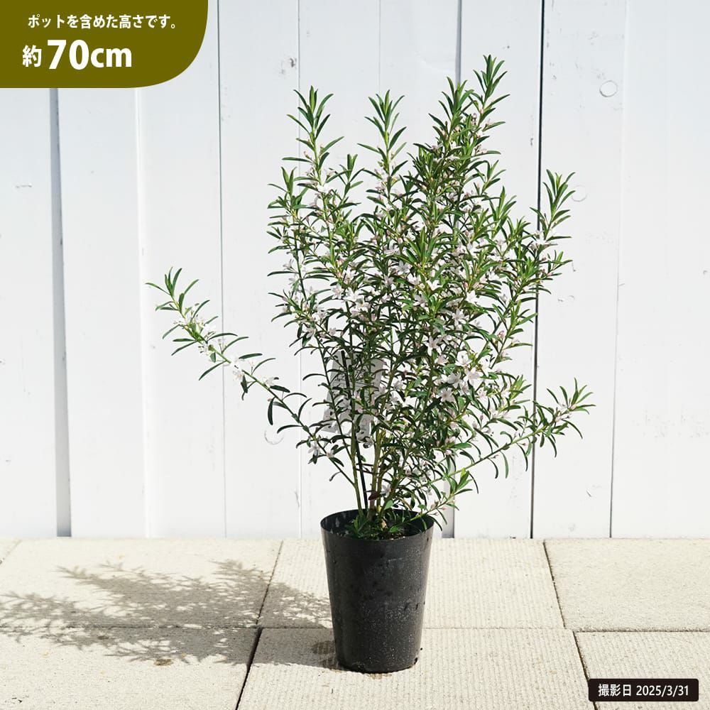 000000128442-04.jpg?size=l&w=