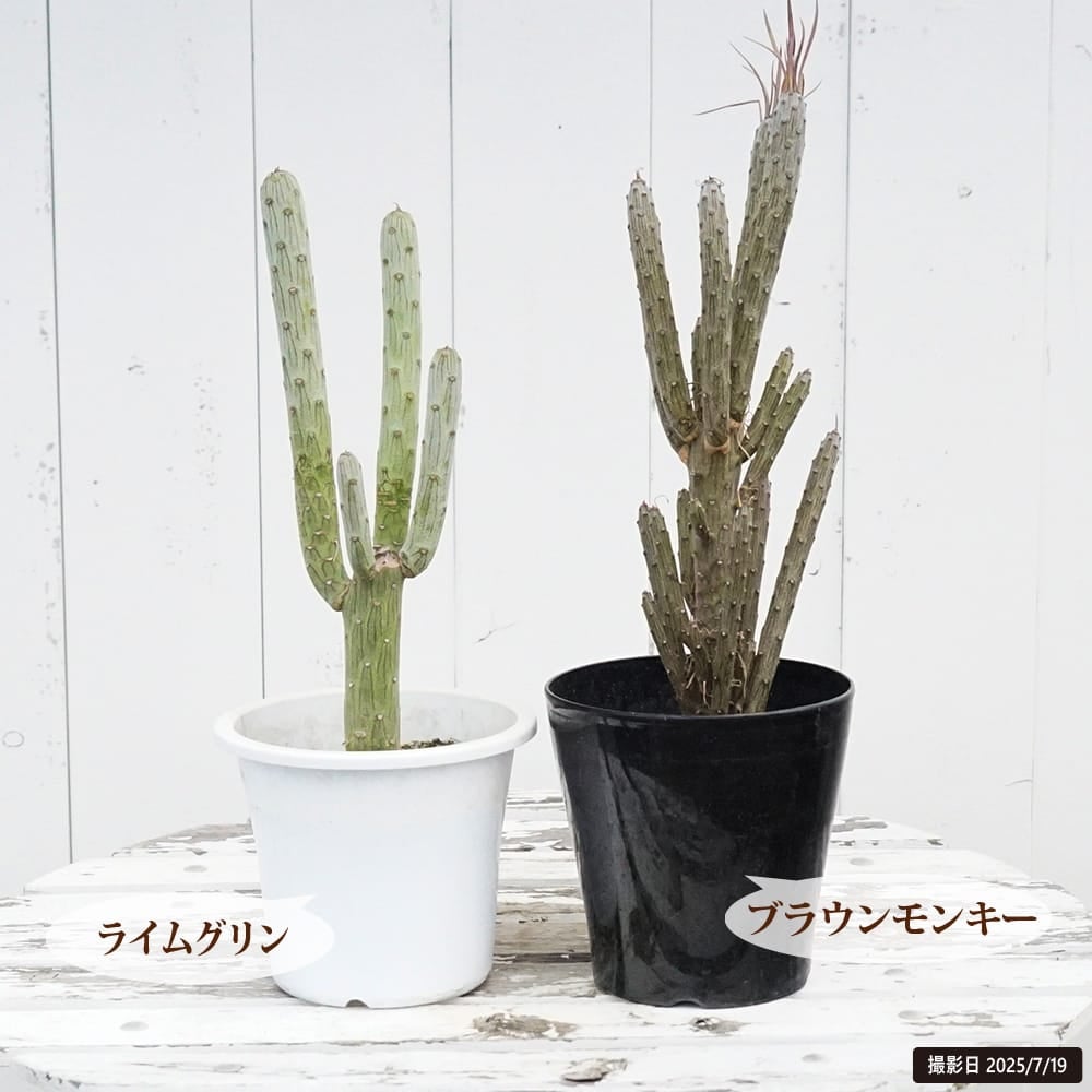 セネシオクレイニア ブランモンキー 苗 販売 苗木部 By 花ひろばオンライン