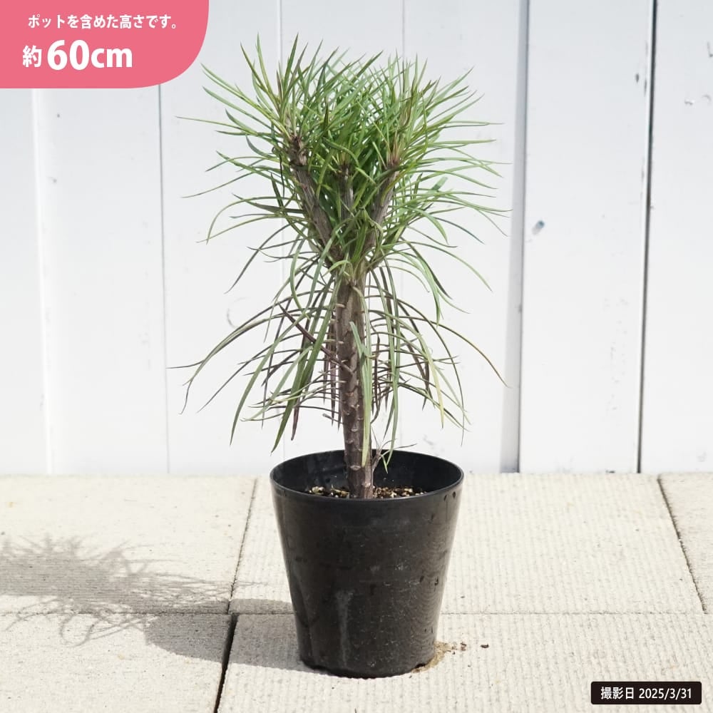 セネシオ　クレイニア　モンキーツリー　観葉植物　7号　約105センチ セネシオクレイニア ブランモンキー 苗 販売 苗木部 By 花ひろばオンライン