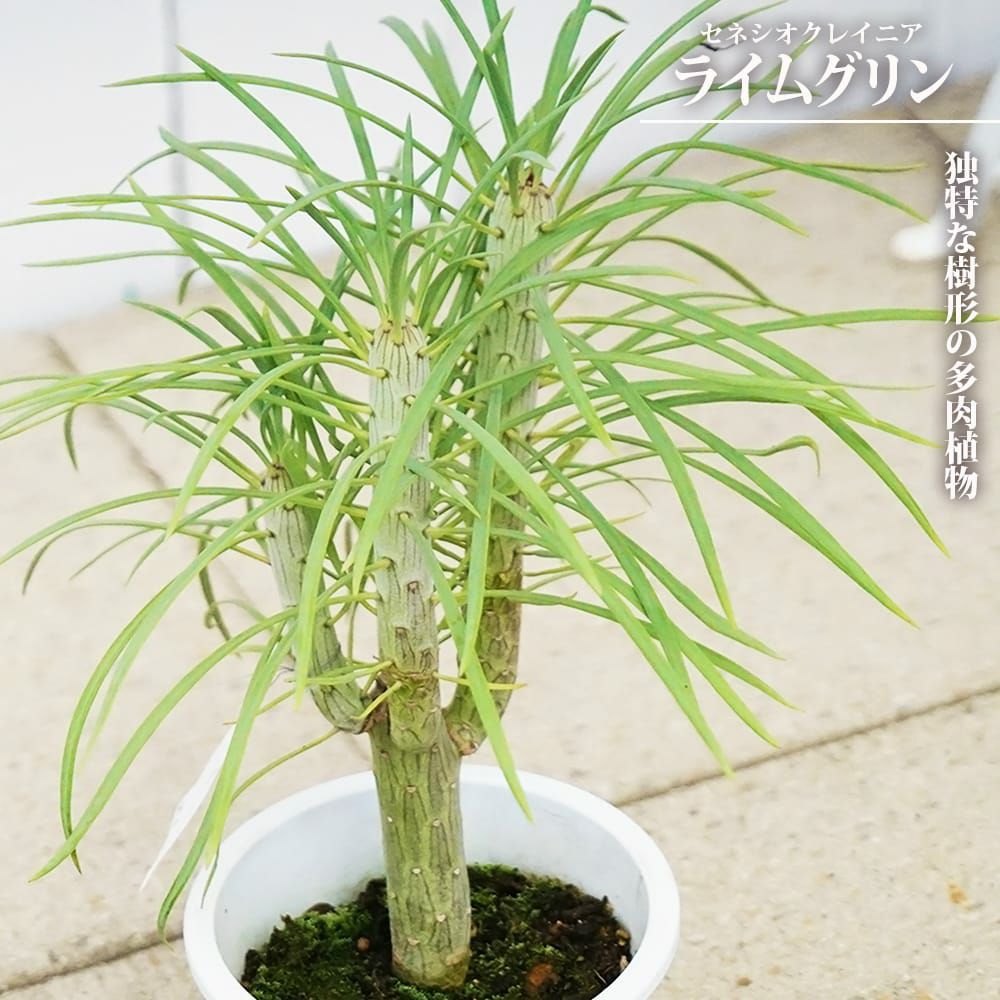 000000128445-01.jpg?size=l&w=