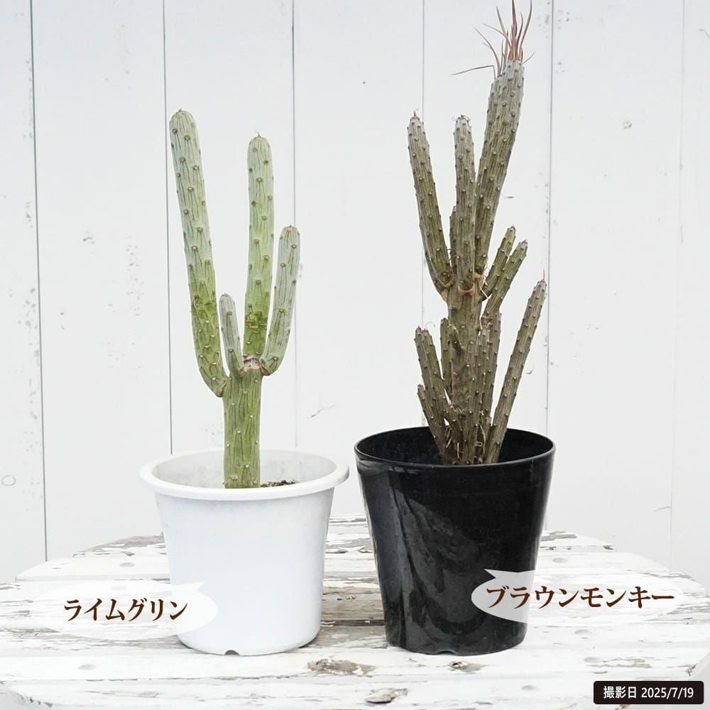 セネシオクレイニア ライムグリーン 苗 販売 苗木部 By 花ひろばオンライン