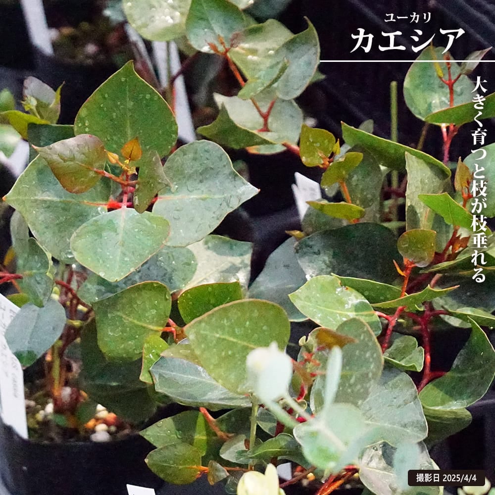 ユーカリ｜ドライフラワー向けの花｜苗木部 本店｜花ひろばオンライン