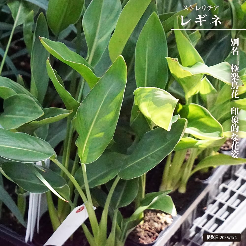 000000128521-01.jpg?size=l&w=