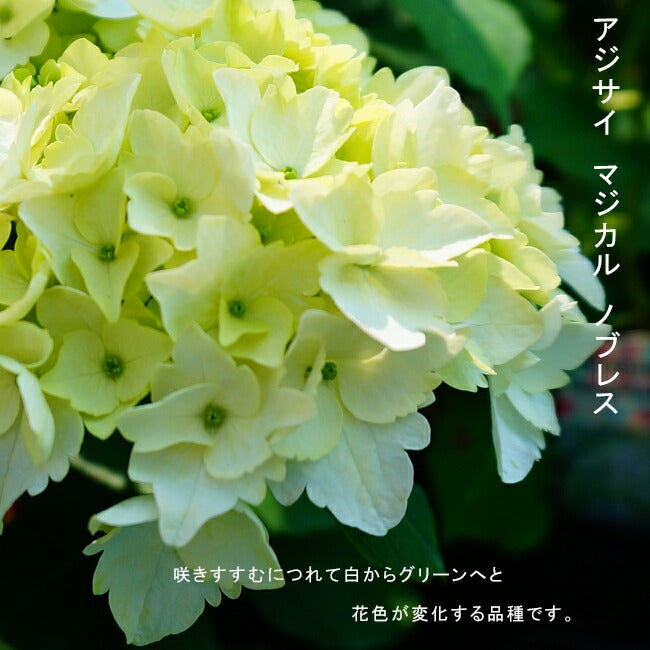 000000028755-01.jpg?size=l&w=