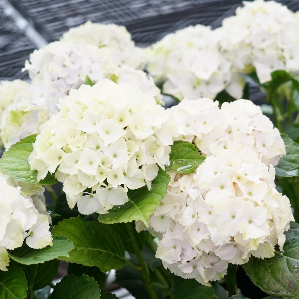 アジサイ マジカル ノブレス マジカルシリーズ 苗 販売 苗木部 By 花