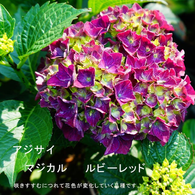 000000028756-01.jpg?size=l&w=