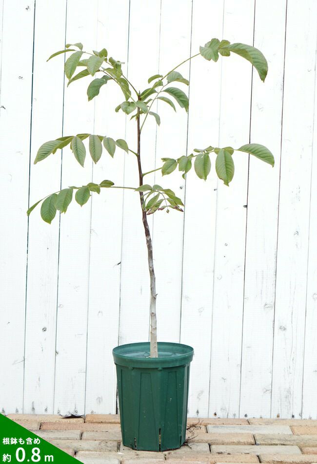 クルミ 菓子くるみ 苗 通販 苗木部 By 花ひろばオンライン