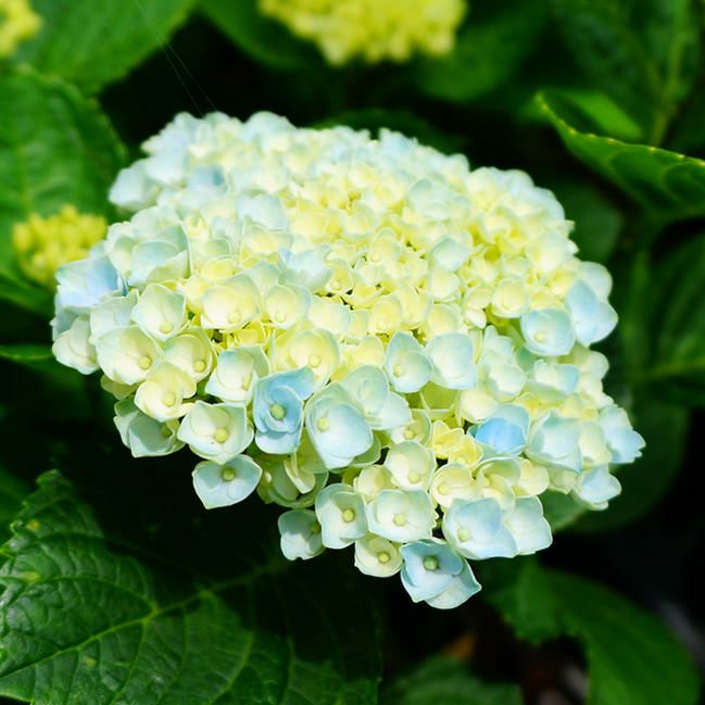 アジサイ マジカル レボリューション マジカルシリーズ 苗 販売 苗木部