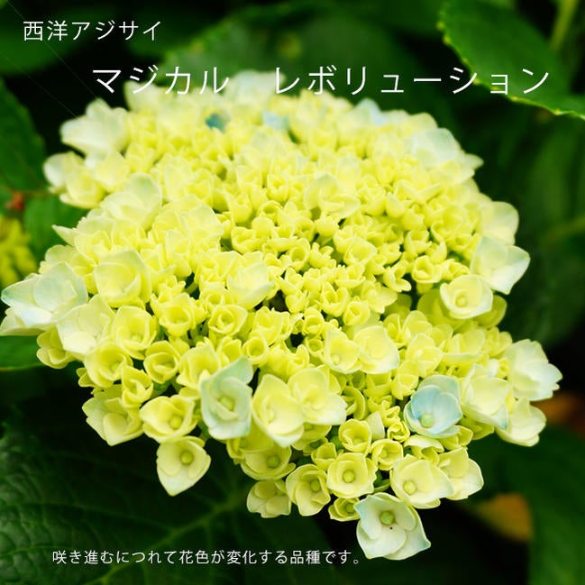 【専用】　アジサイ　オーダーアソート　8寸2鉢　マジカルレボリューション　紫陽花 000000028850-02.jpg?size=l&w=