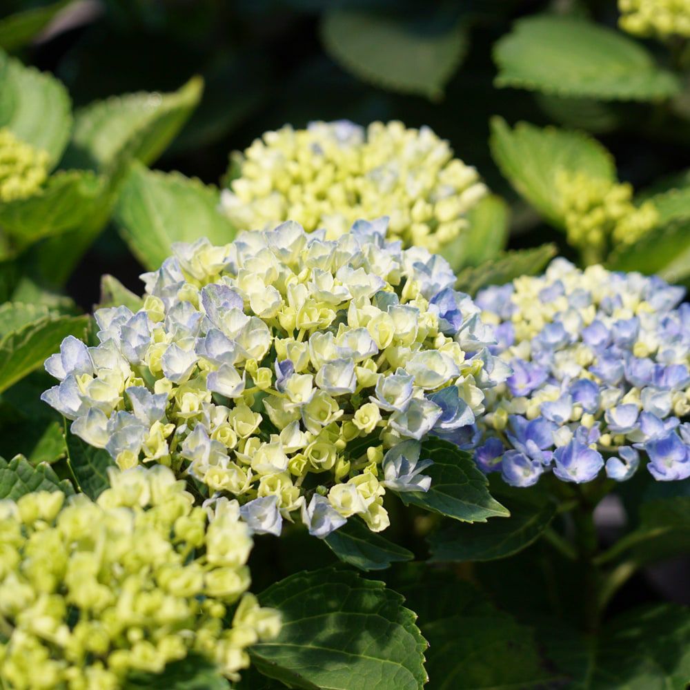 アジサイ マジカル レボリューション マジカルシリーズ 苗 販売 苗木部