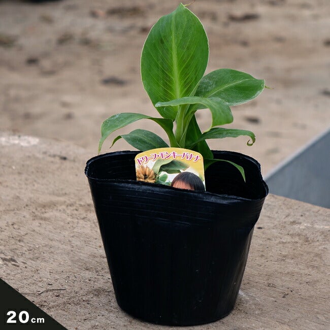 000000028863-03.jpg?size=l&w=