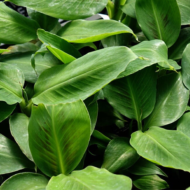 バナナ 矮性 ドワーフモンキーバナナ 苗 販売 苗木部 By 花ひろば