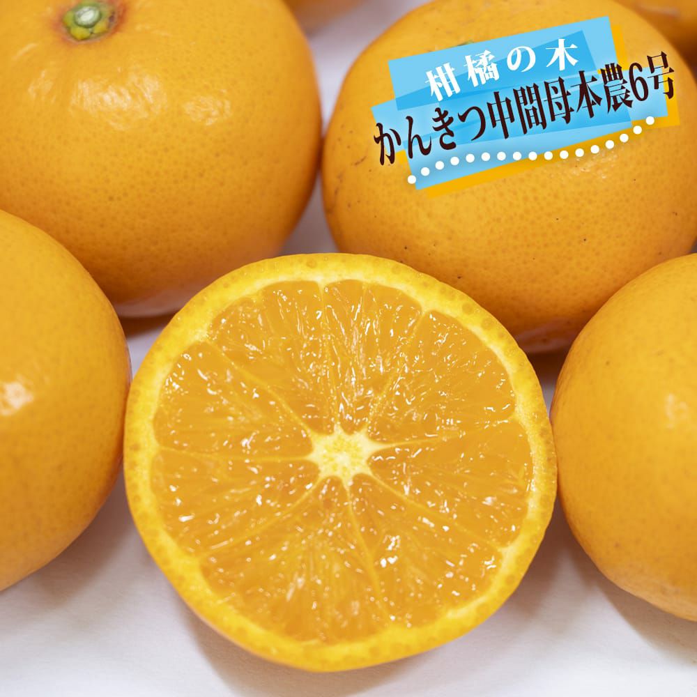 柑橘 タンゴール 麗紅 苗 通販 苗木部 By 花ひろばオンライン