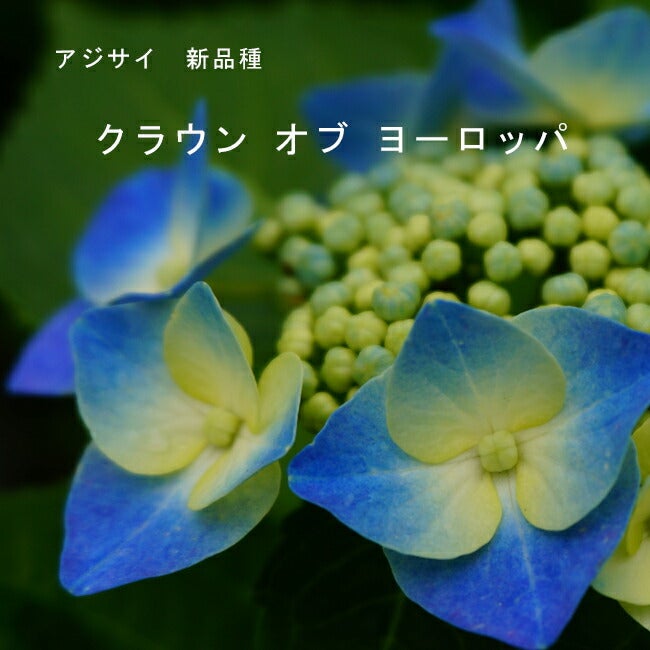 000000028937-01.jpg?size=m&w=