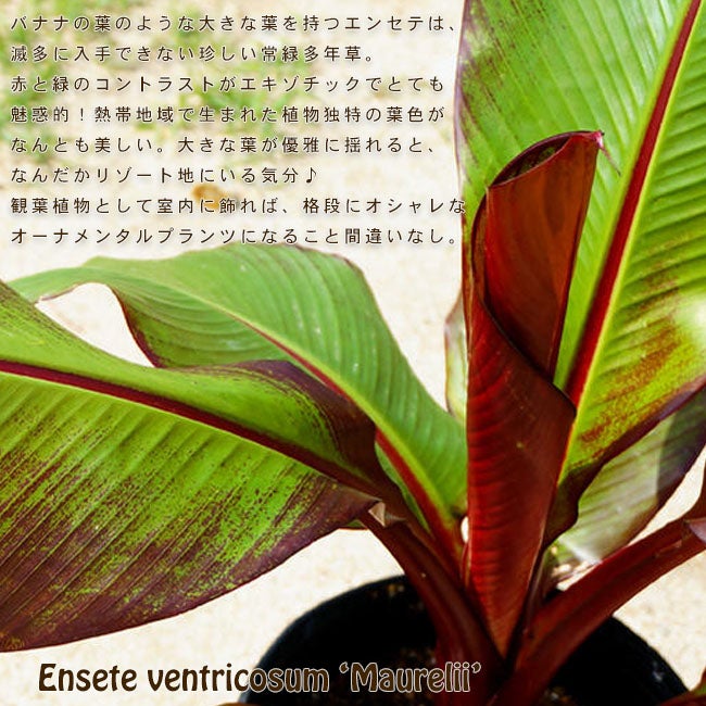 000000028993-02.jpg?size=l&w= 000000028993-02.jpg?size=l&w=