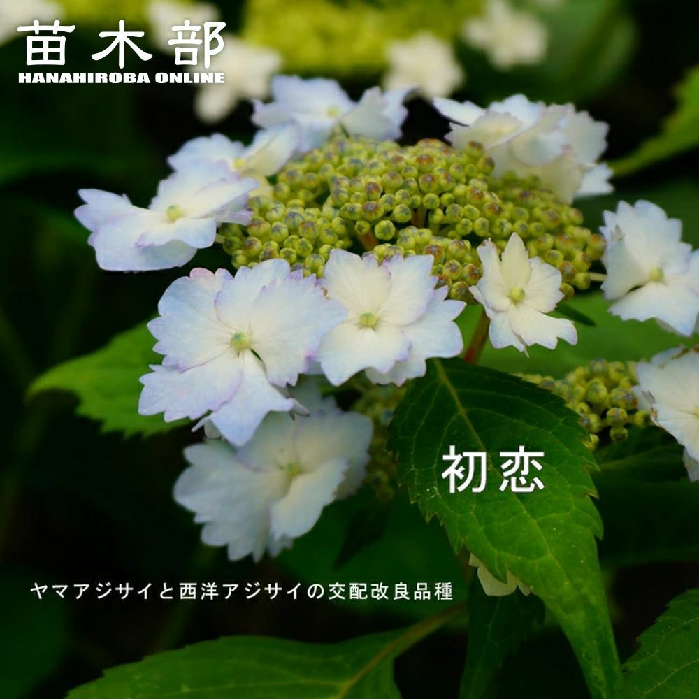 000000029071-01.jpg?size=l&w=