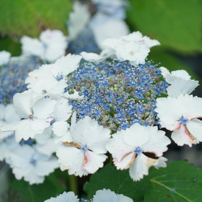 アジサイ 初恋 苗 販売 苗木部 By 花ひろばオンライン