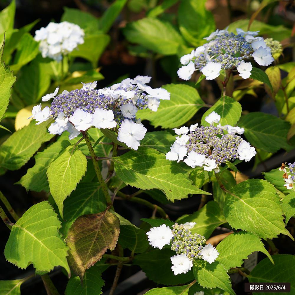 アジサイ 初恋 苗 販売 苗木部 By 花ひろばオンライン