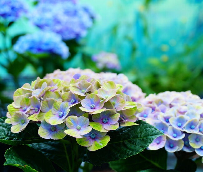 大苗　紫陽花　マジカル 000000029074-02.jpg?size=l&w=