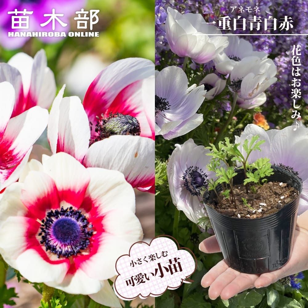 アネモネ 一重咲き 白青&白赤 苗 通販 苗木部 By 花ひろばオンライン