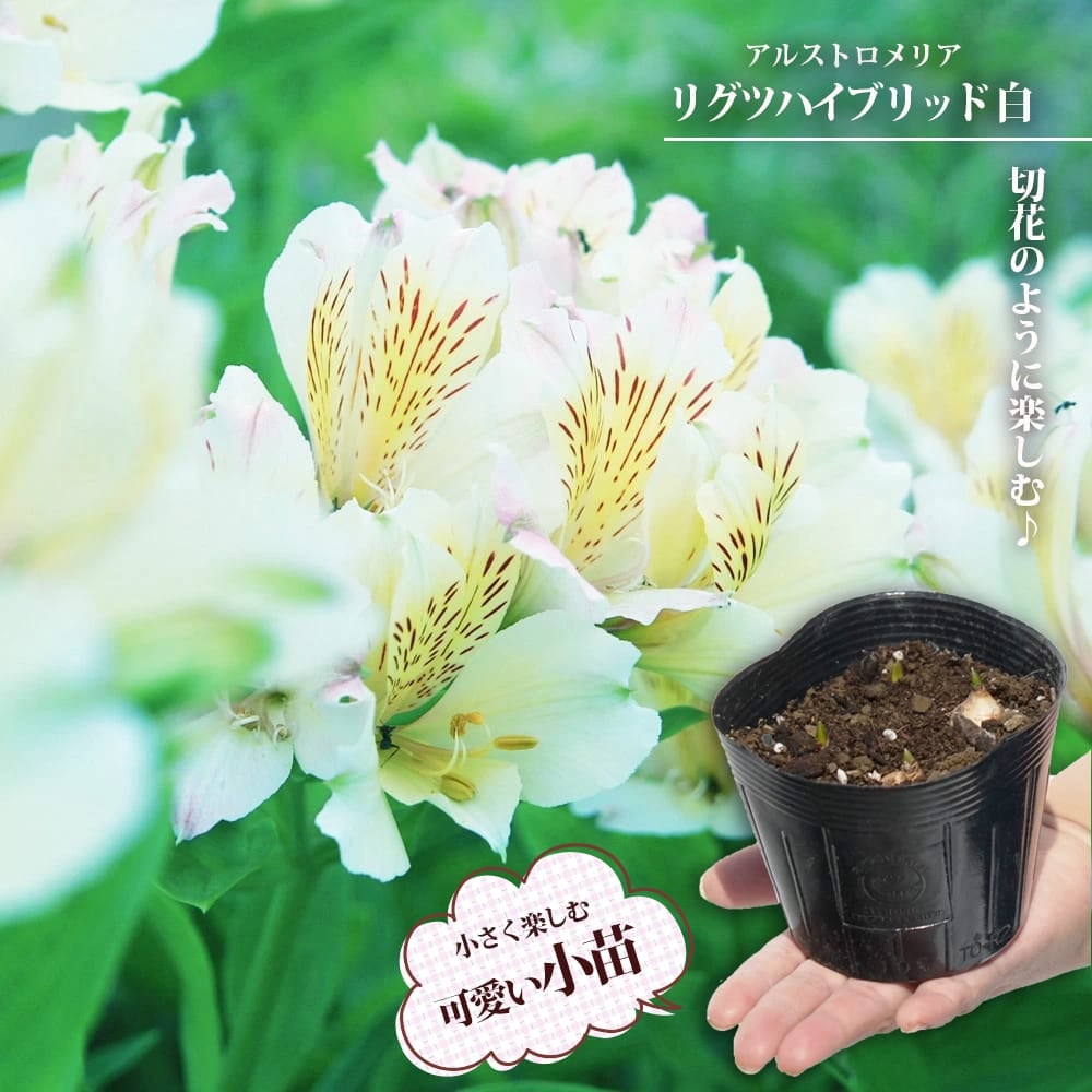 アルストロメリア リグツハイブリッド 白花種の通販 おすすめ 苗木部