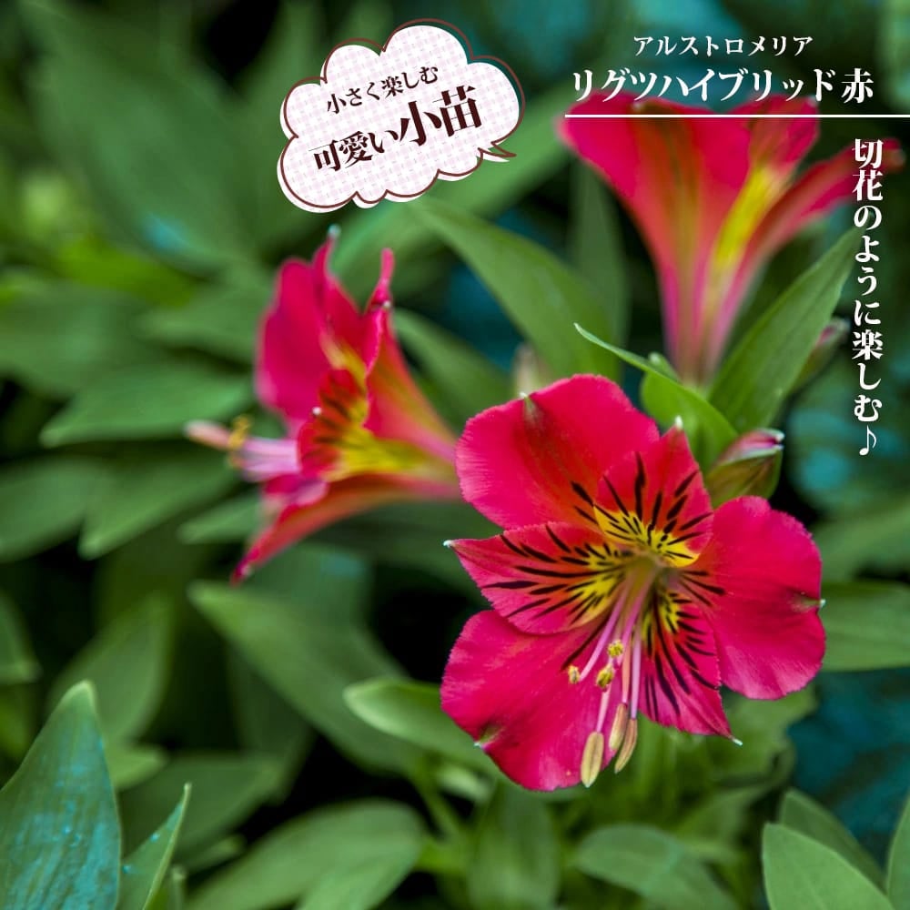 アルストロメリア リグツハイブリッド 赤花種の通販 おすすめ 苗木部