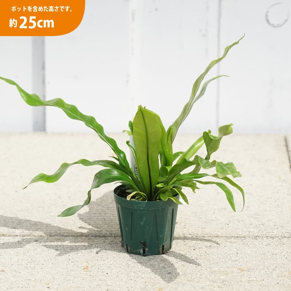 000000129010-04.jpg?size=l&w=