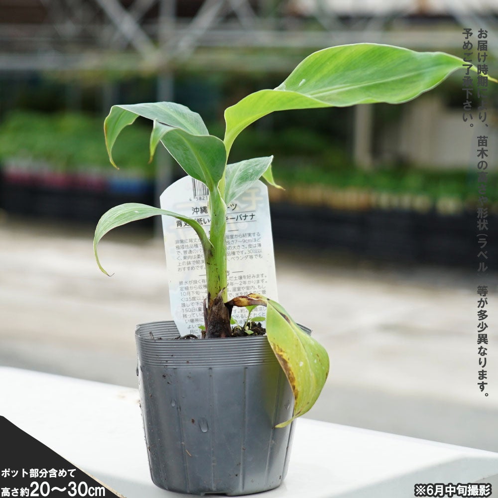 【Awaji ベジファーマー Tさま専用】モンキーバナナ メリクロン苗のご注文 000000029132-01.jpg?size=l&w=