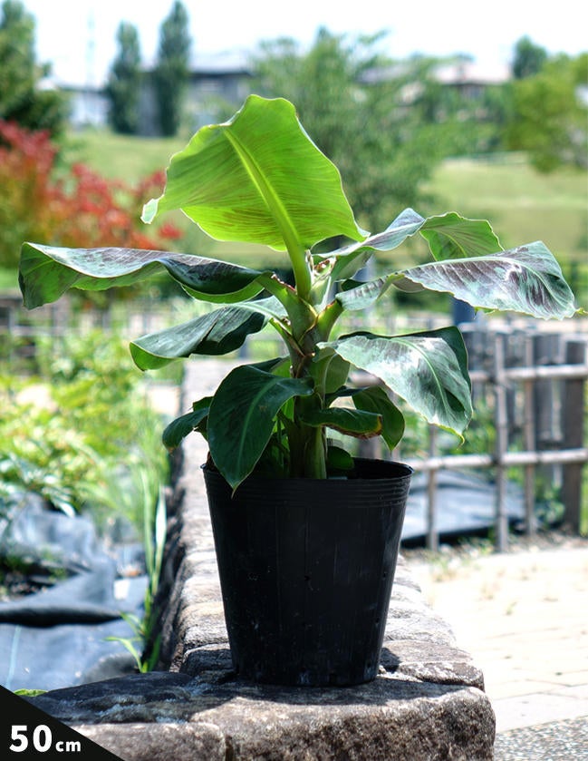 000000029146-03.jpg?size=l&w=