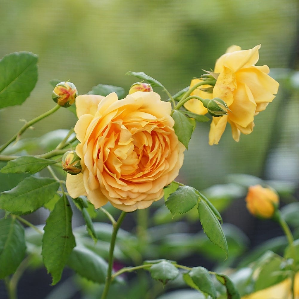 000000029325-05.jpg?size=l&w=