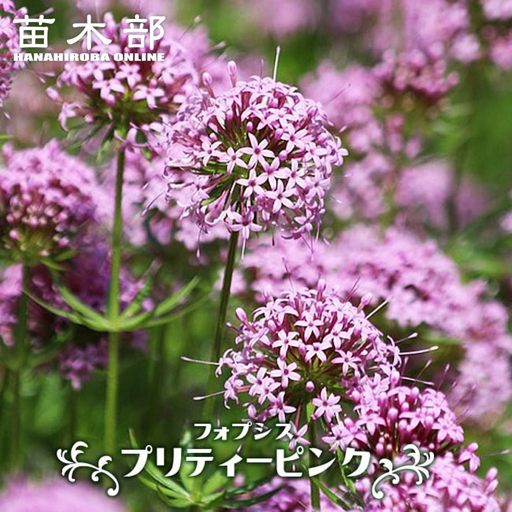 ユッカ トンプソニアーナ 苗 通販 苗木部 By 花ひろばオンライン