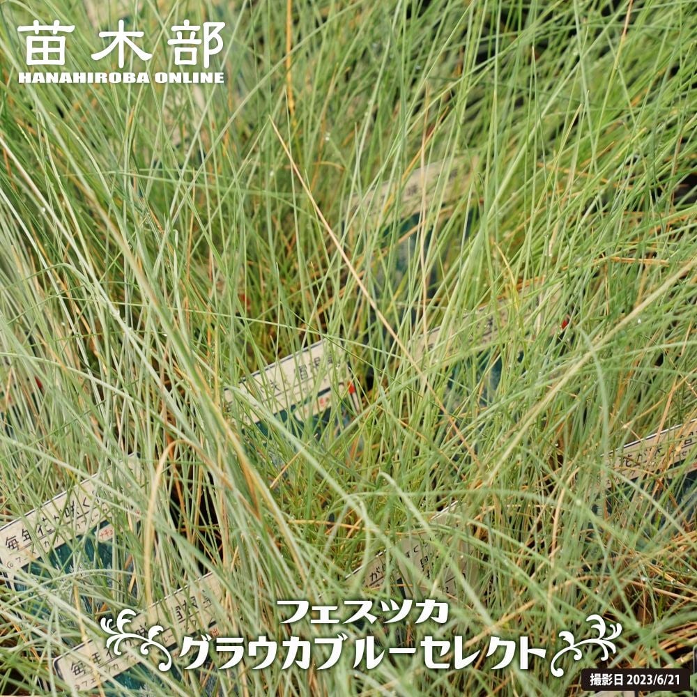 フェスツカグラウカ 苗 スティパイチュー苗 小苗 set 000000029349-01.jpg?size=l&w=