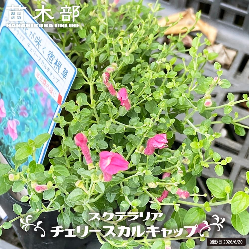 スクテラリア チェリースカルキャップ 苗 販売 苗木部 By 花ひろば