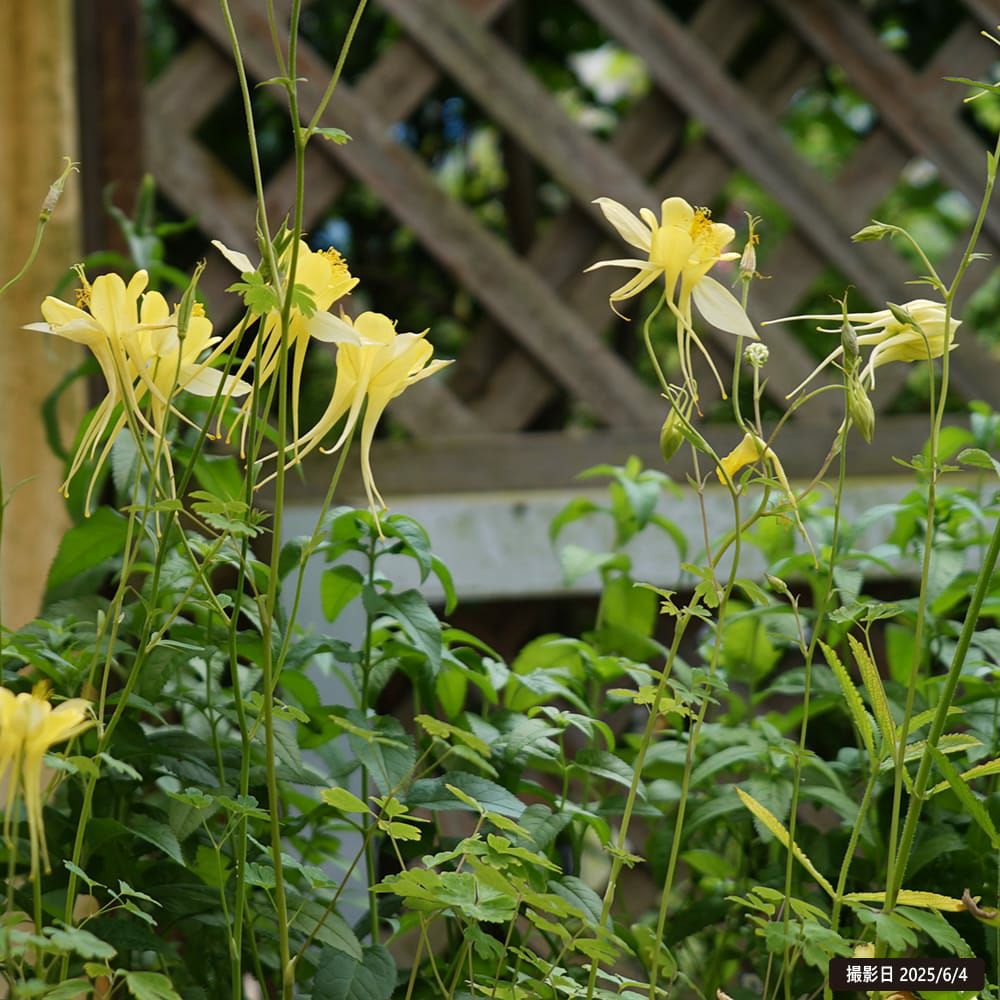 アクイレギア イエロークィーン 苗 販売 苗木部 By 花ひろばオンライン