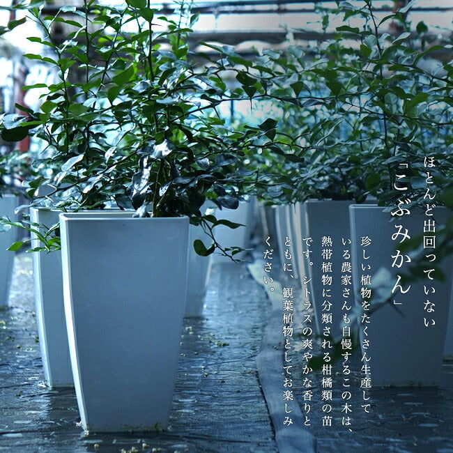 柑橘 亜熱帯性柑橘 こぶみかん 苗 販売 苗木部 By 花ひろばオンライン