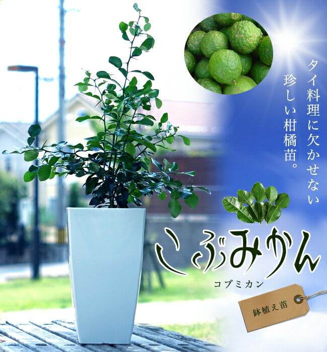 N*T様 無農薬　コブミカン　苗　こぶみかん　ต้นมะกรูดバイマックルー 000000029381-09.jpg?size=l&w=