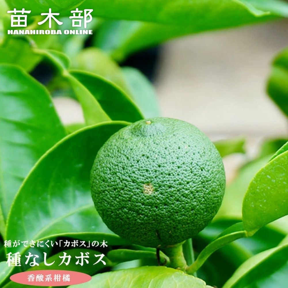 種なしスダチ 香酸柑橘類 苗 おすすめ 苗木部 By 花ひろばオンライン