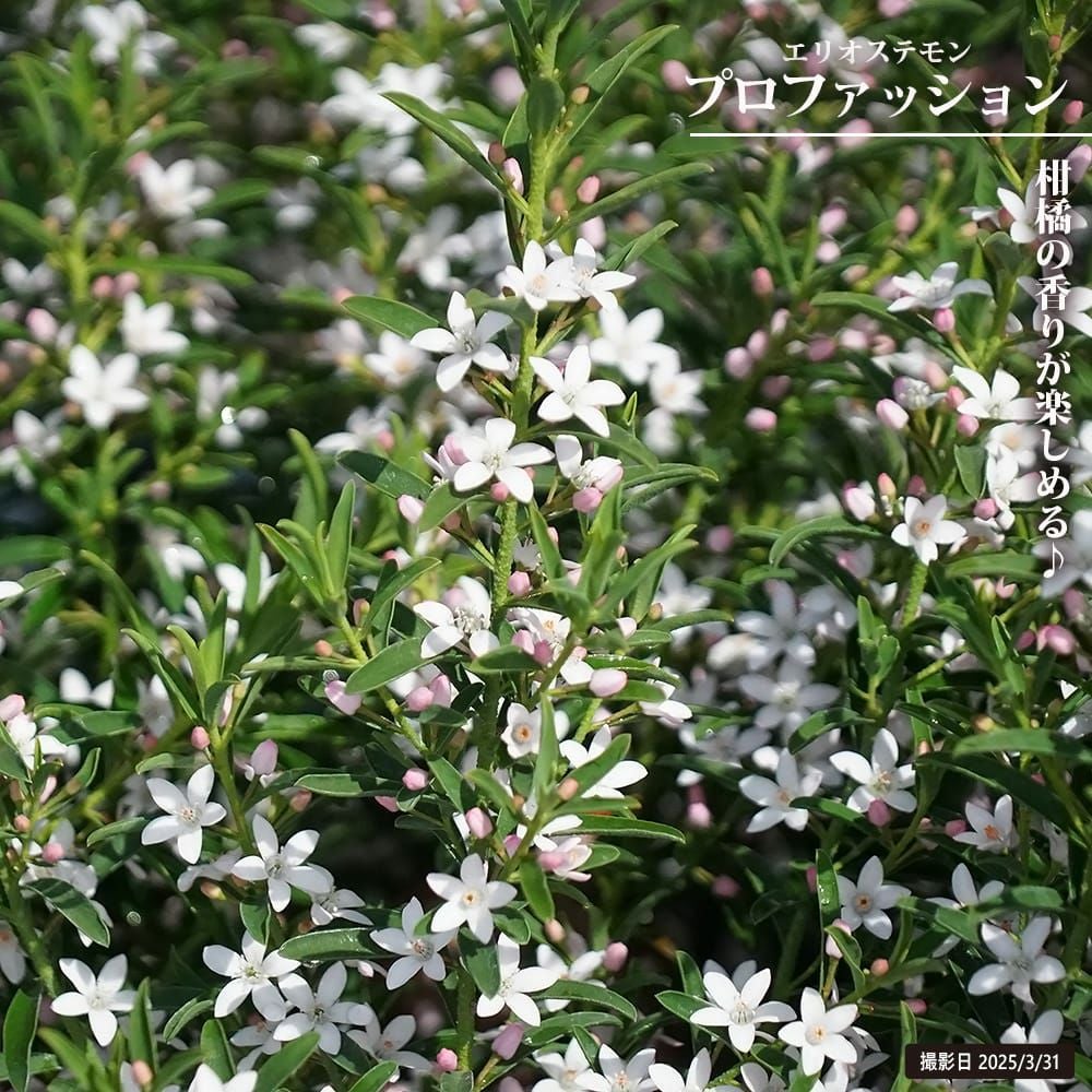 000000129327-01.jpg?size=l&w=