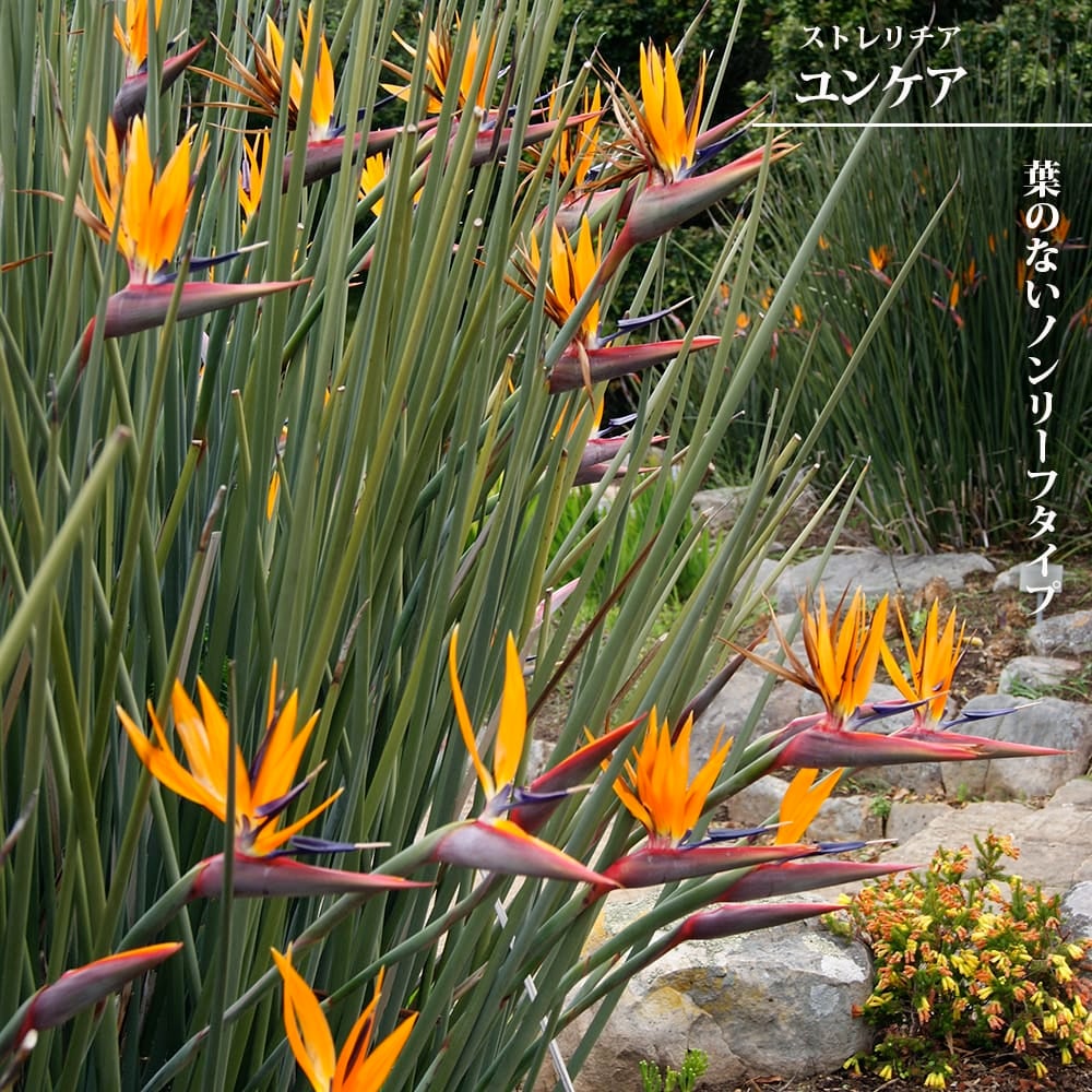 ストレリチア充実株・ジャンセア・ユンケア・ノンリーフ・底145cｍ地表120cｍ ストレリチア ユンケア 苗 販売 苗木部 By 花ひろばオンライン