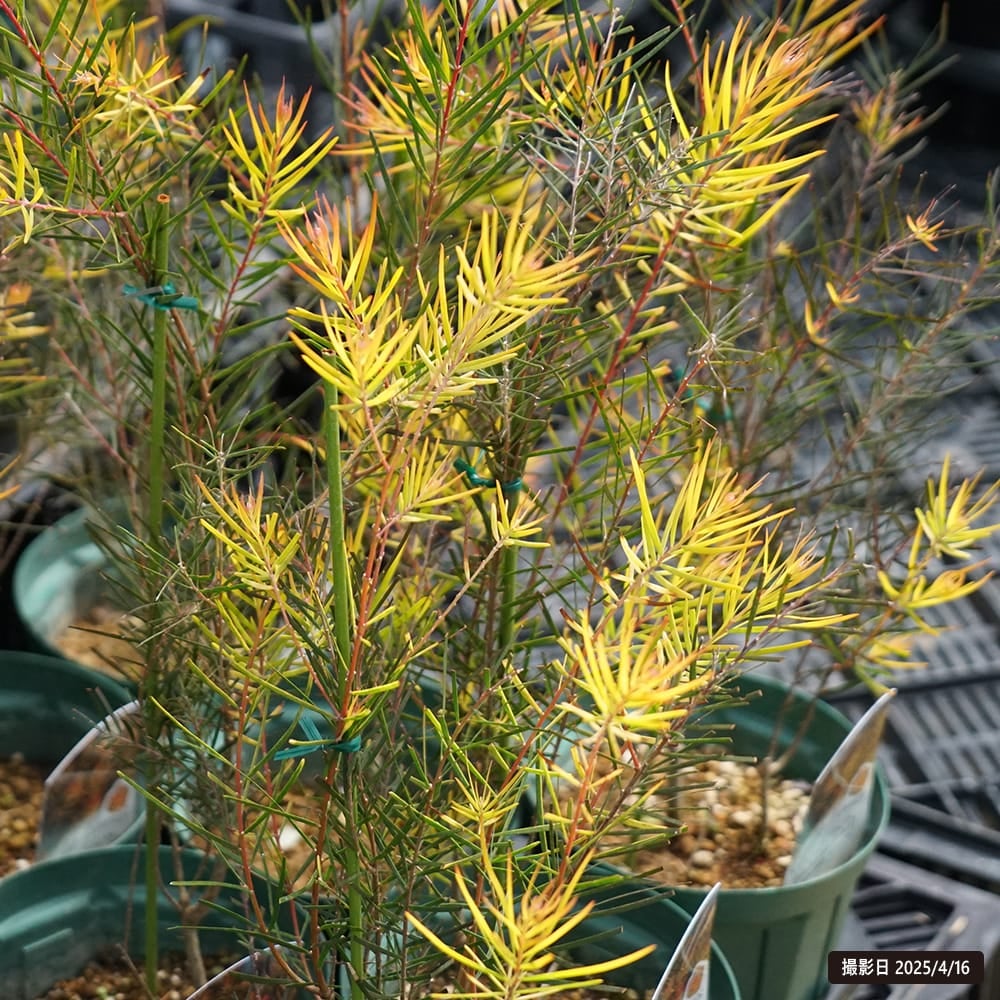 アカシア フェニックスゴールド 苗 販売 苗木部 By 花ひろばオンライン