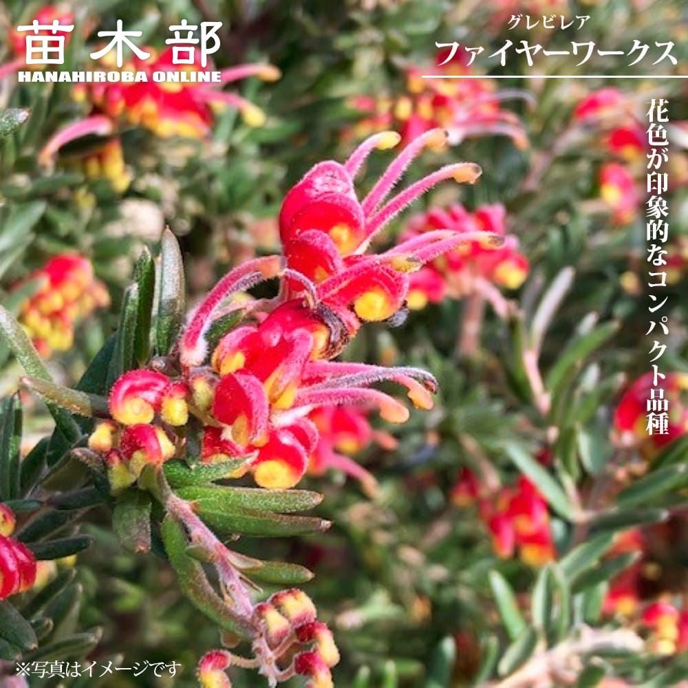グレビレア ロンギスティーラ エレガンス 苗 通販 苗木部 By 花ひろば