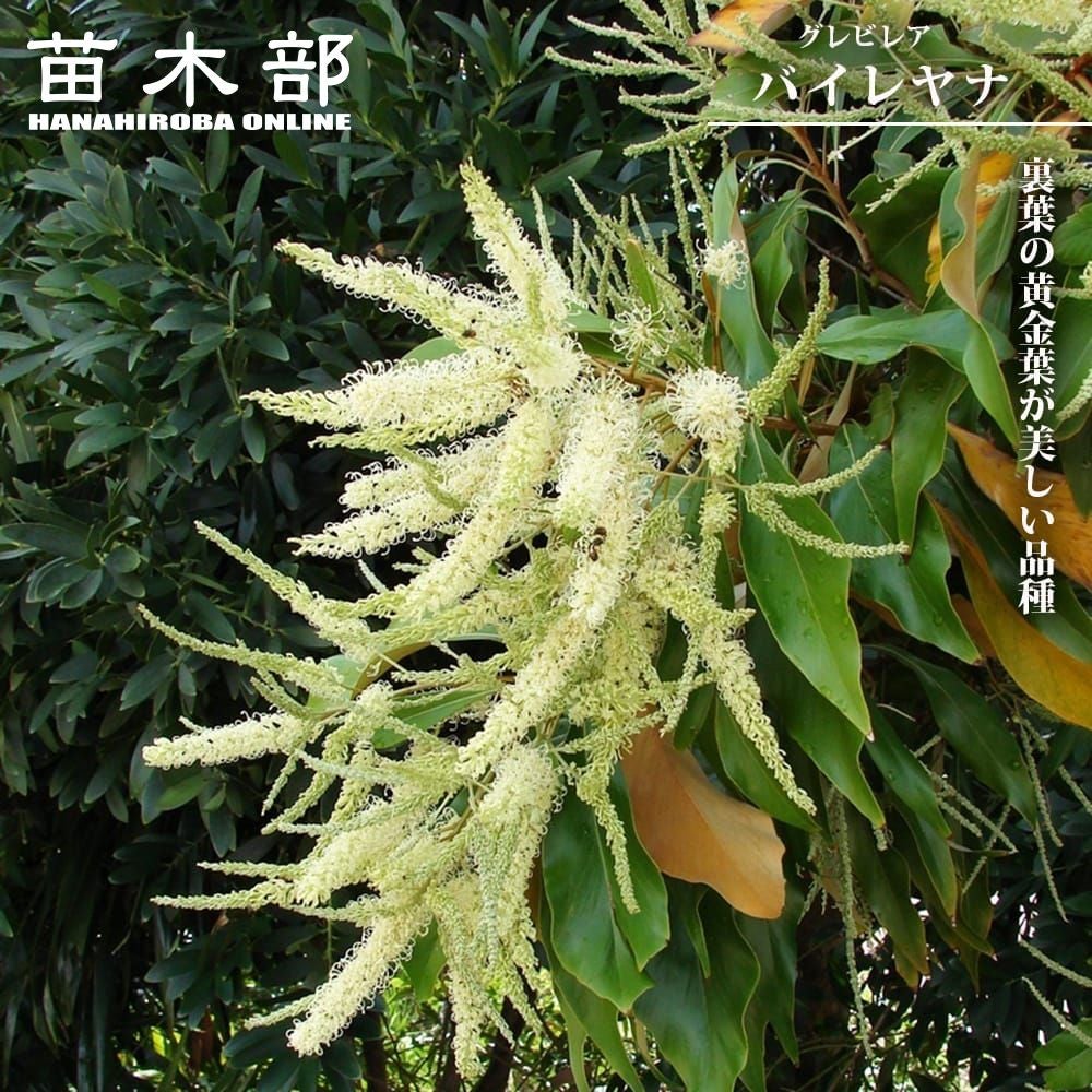 【現品】グレビレア・プーリンダロイヤルマントル　8号　黒鉢（1） 園芸ネット本店｜グレビレア：プーリンダロイヤルマントル5号鉢植え の