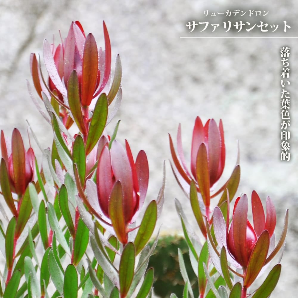 グレビレア・リューカデンドロン | 苗木部 本店 By 花ひろばオンライン