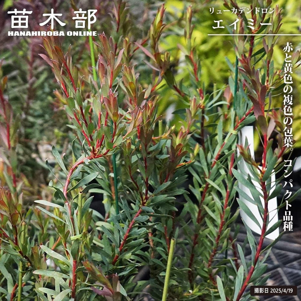 エリオステモン プロファッションの通販 苗木部 By 花ひろばオンライン