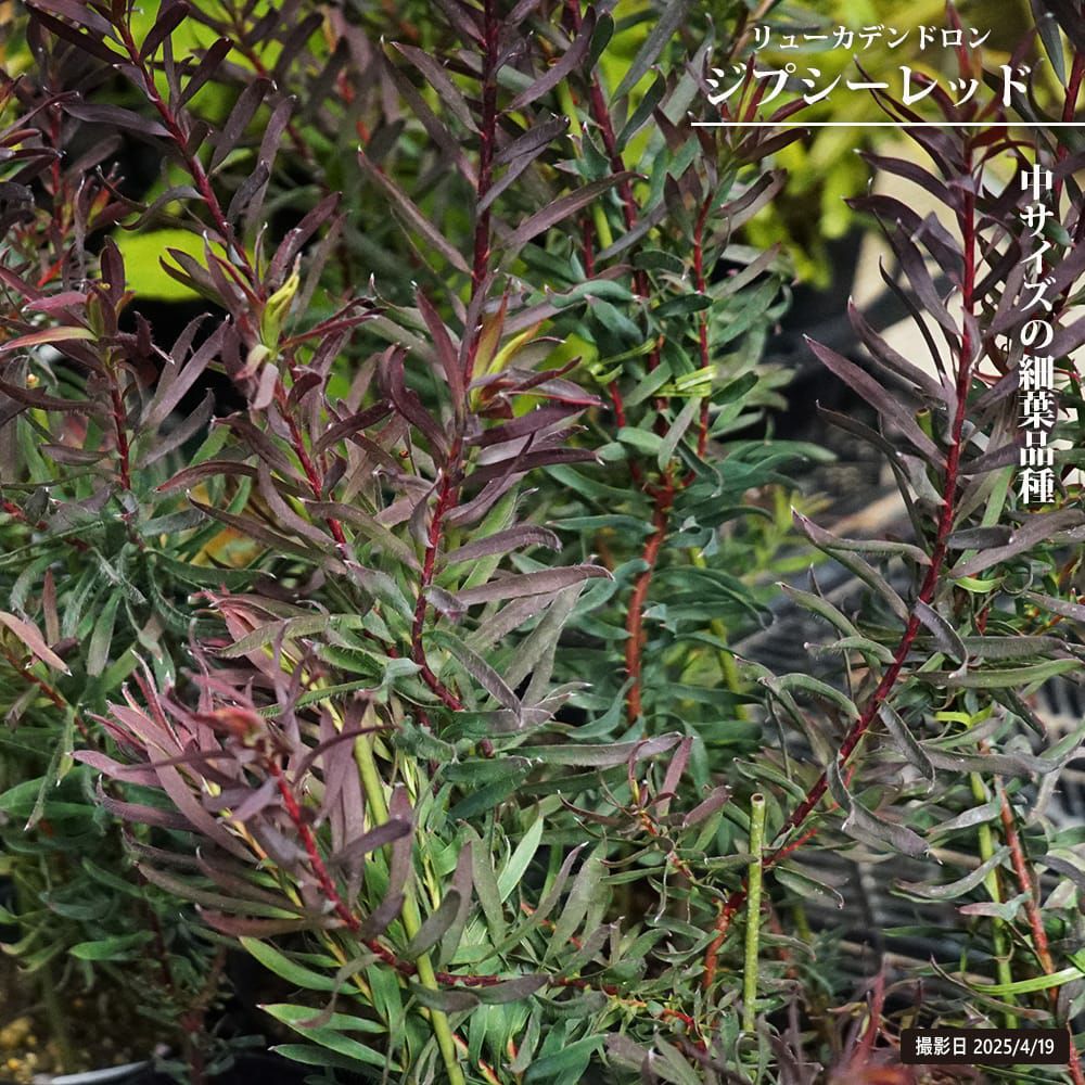 000000129344-01.jpg?size=l&w=