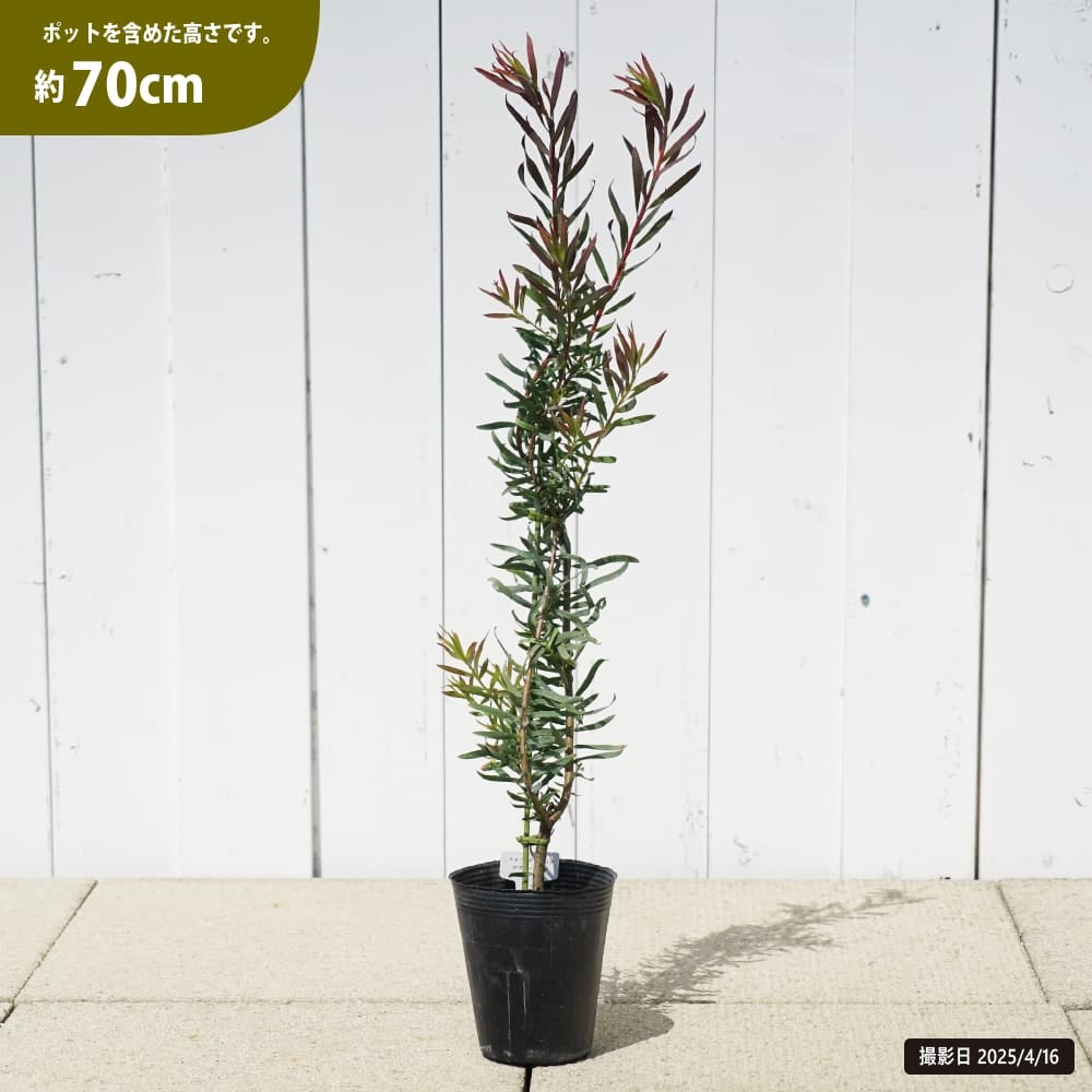 000000129344-02.jpg?size=l&w=