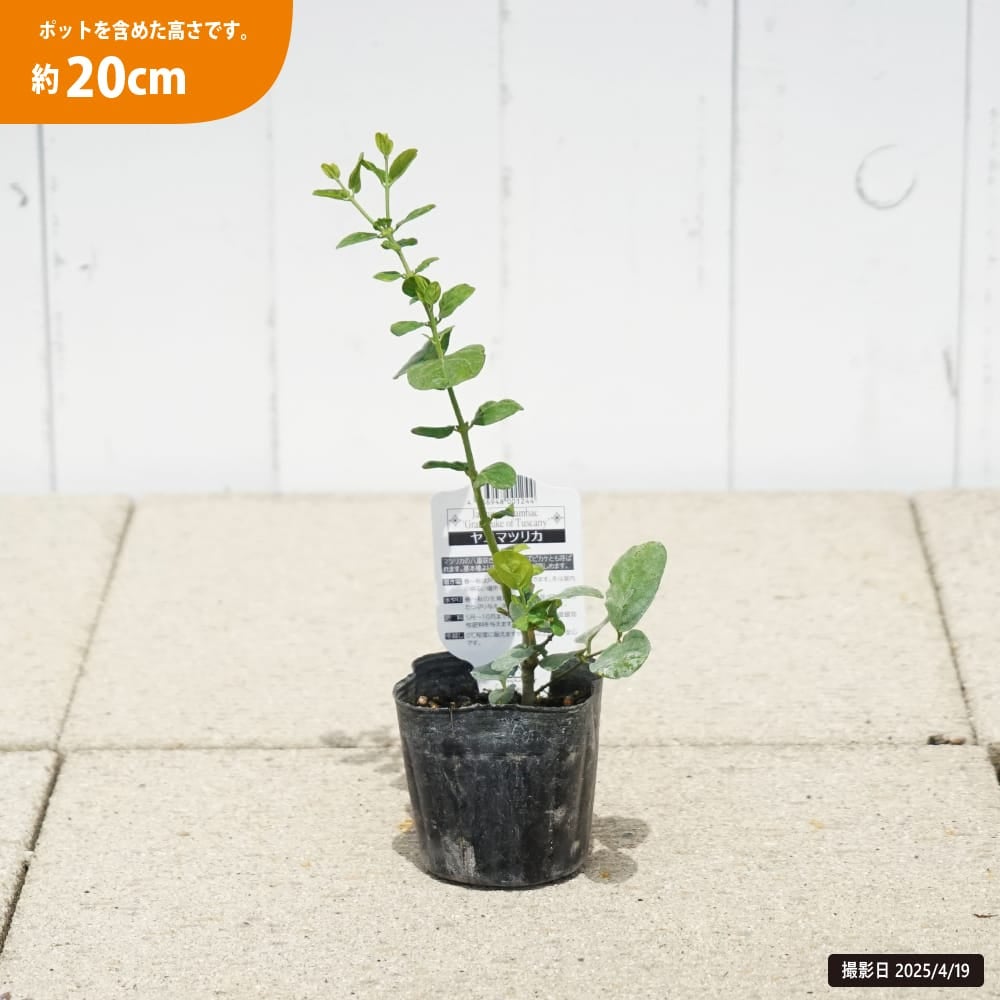 000000129351-02.jpg?size=l&w=